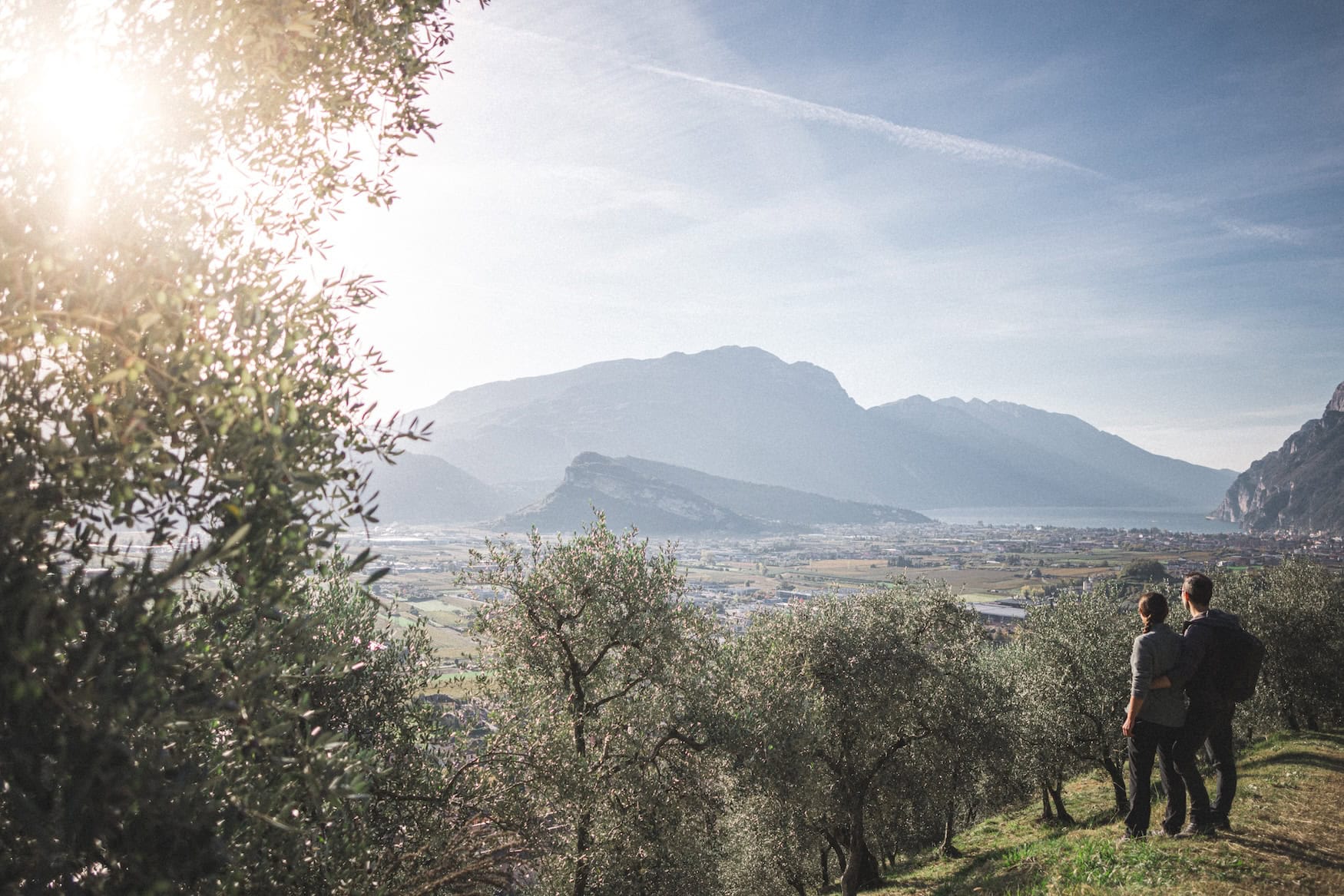 Oliven im Trentino