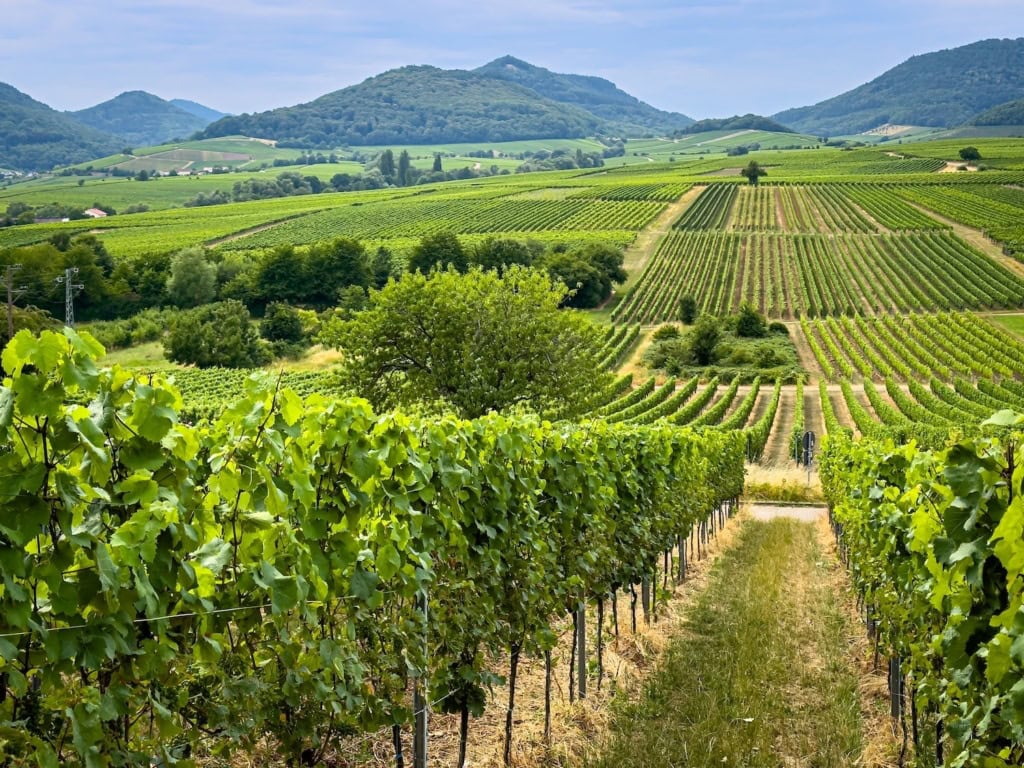 Weinberge bei einem Kurzurlaub in der Pfalz