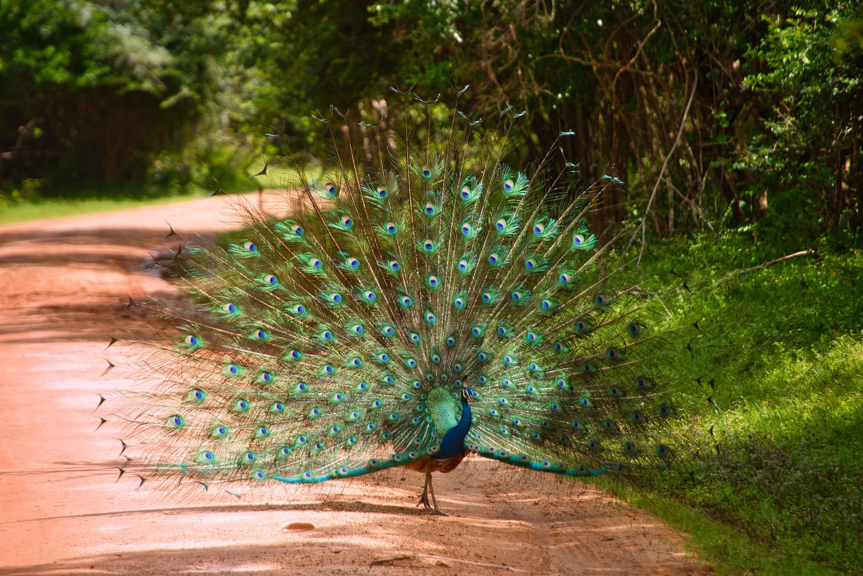 Ein Pfau im Yala-Nationalpark.