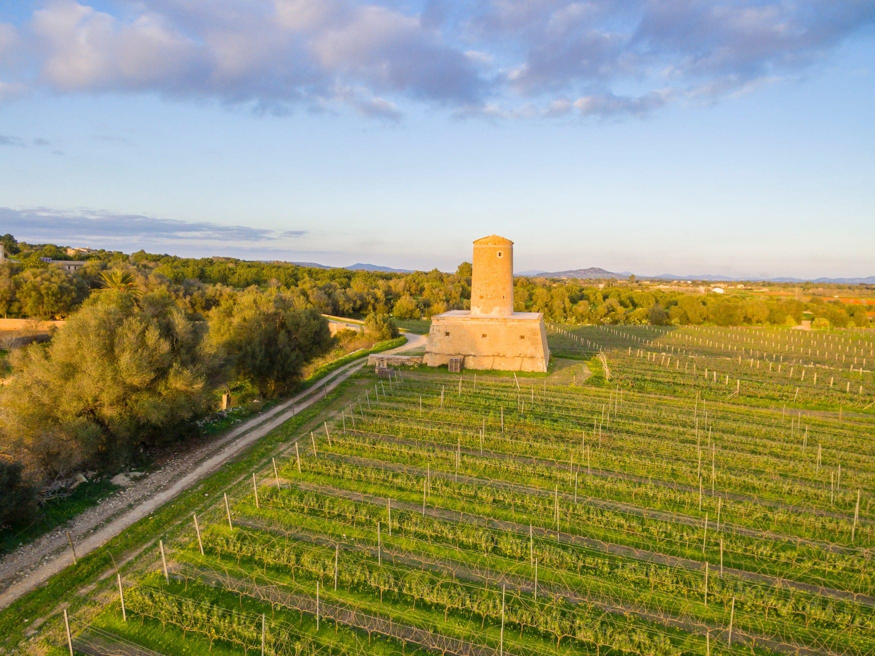 Weinreben bei Porreres, Mallorca.