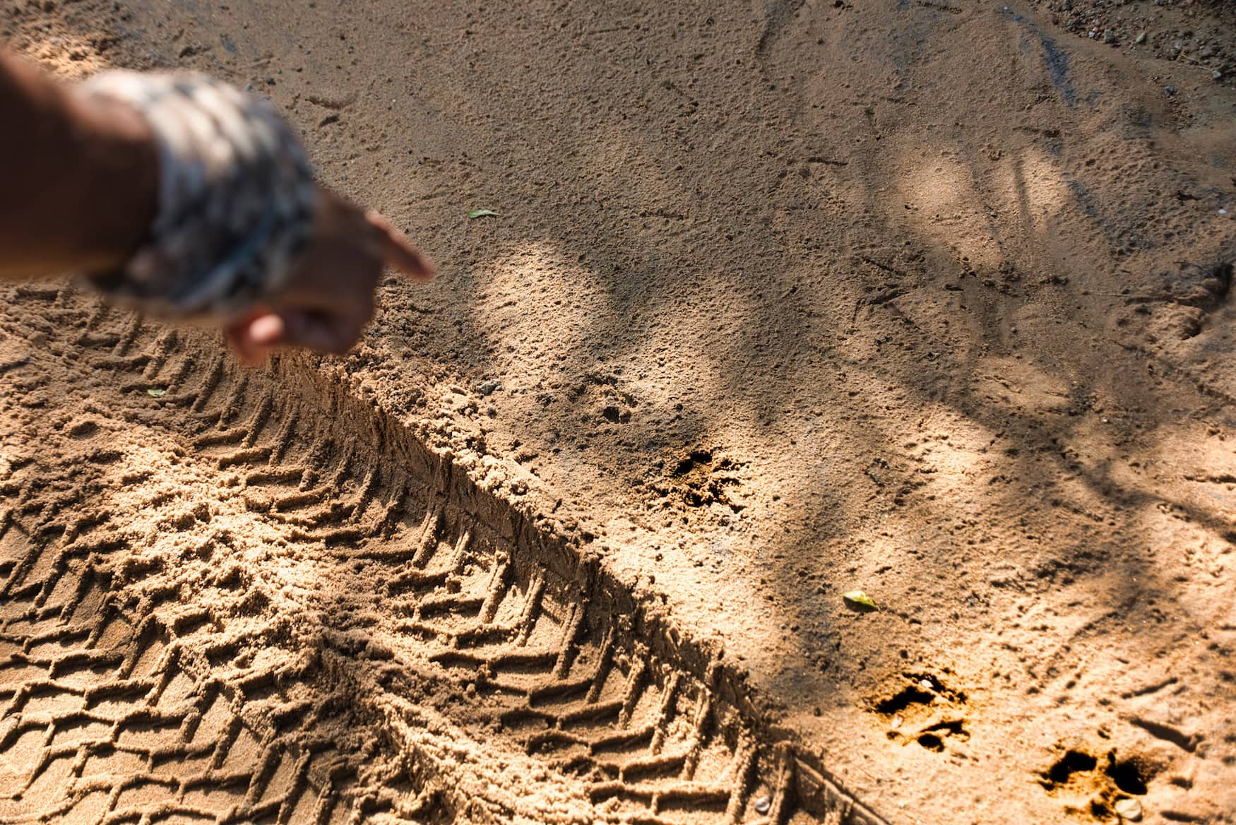 Spuren eines Leoparden.