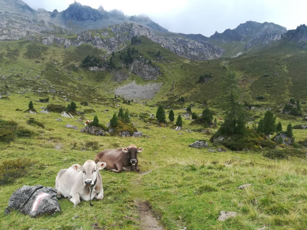 Einige Kühe liegen auf einer grünen Wiese in den Tiroler Alpen