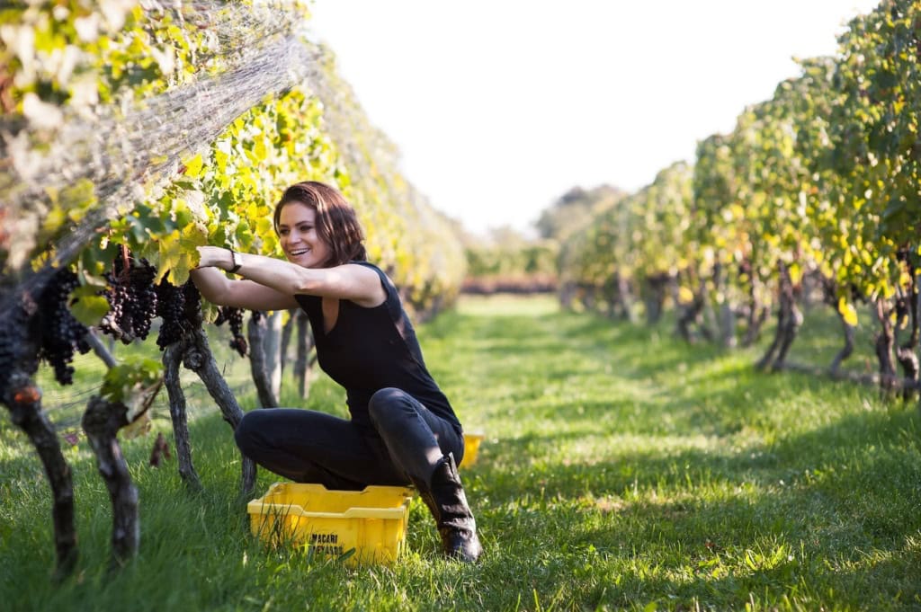 Macari Vineyards in Long Island