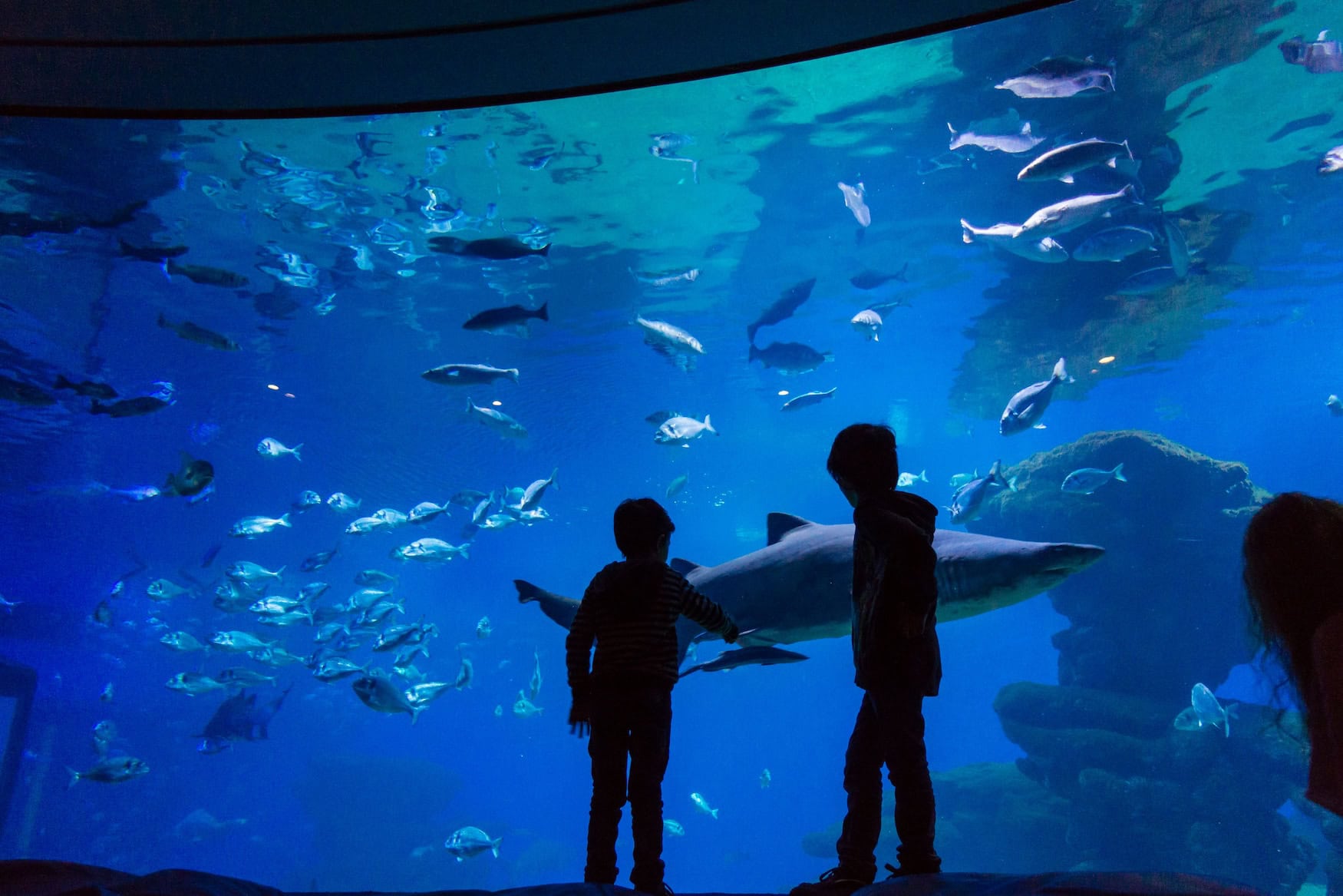 Tipp für schlechtes Wetter in Mallorca: das Aquarium in Palma