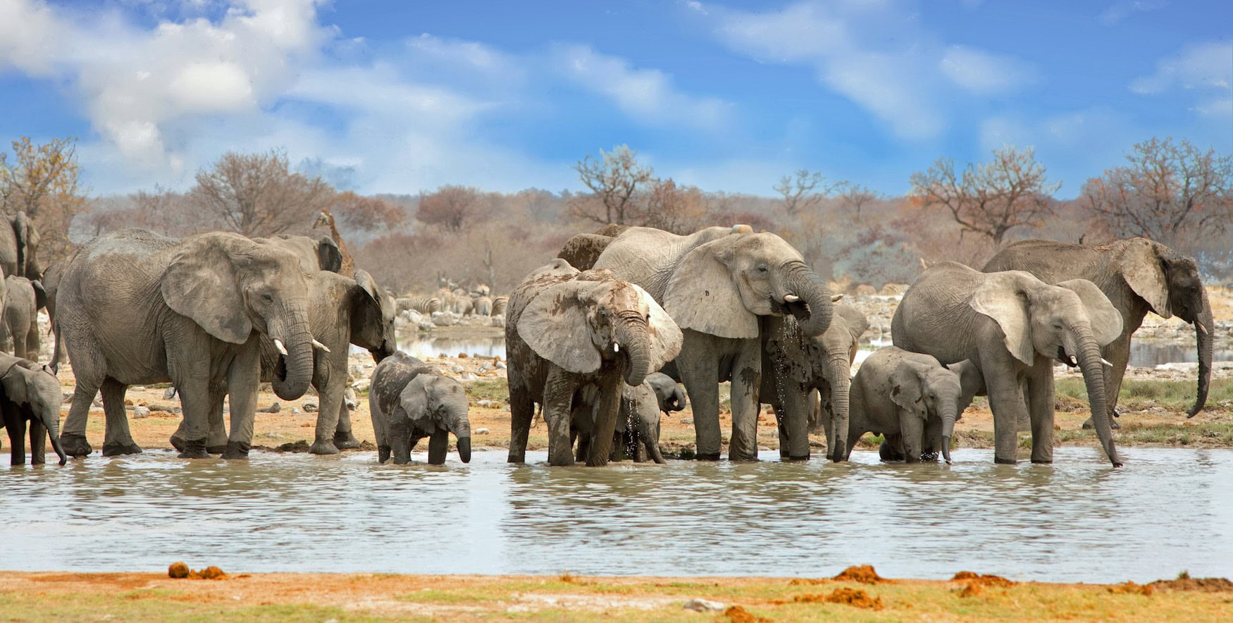 Elefanten an einem Wasserloch im Etosha-Nationalpark