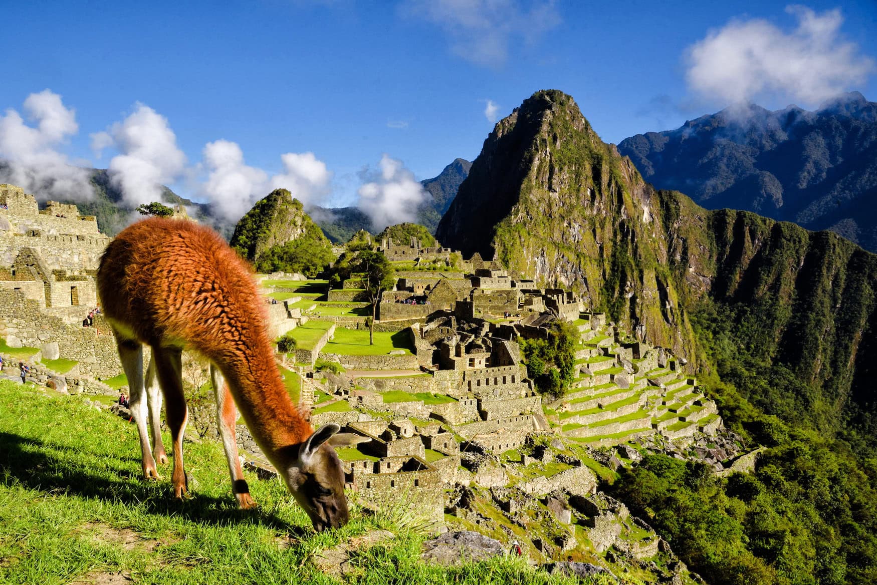 Lama vorm Mahu Picchu
