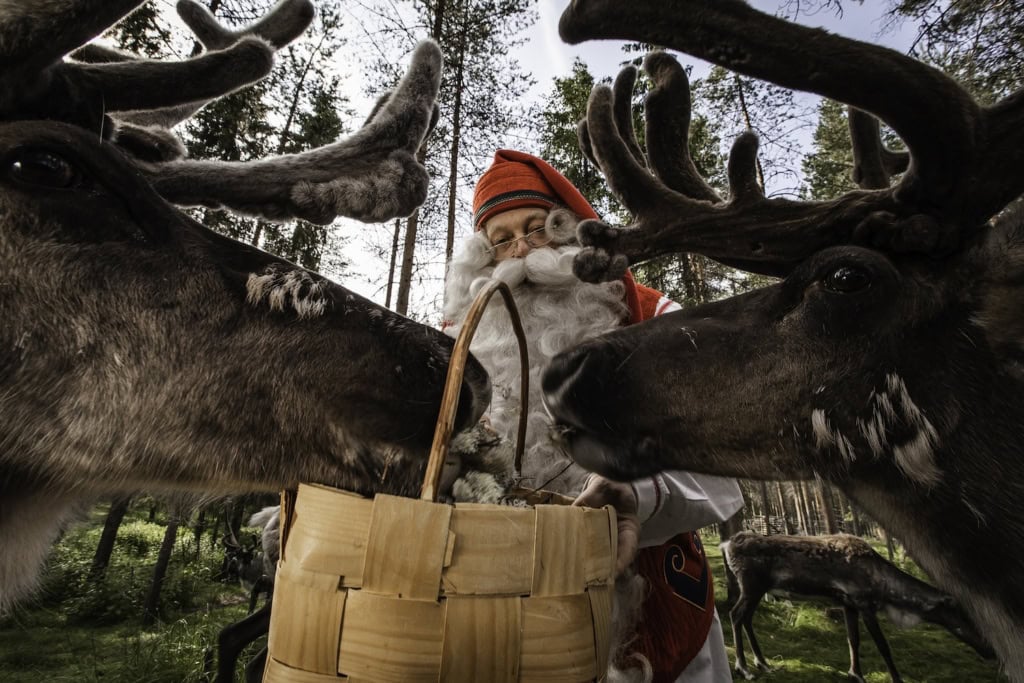 Santa Claus füttert Rentiere.