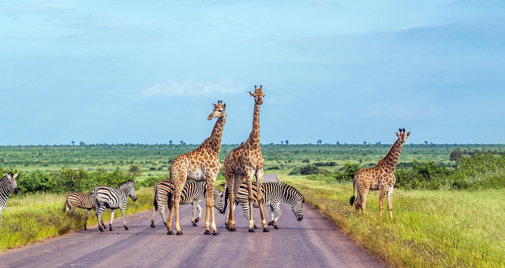 Giraffen im Krüger Nationalpark in Südafrika