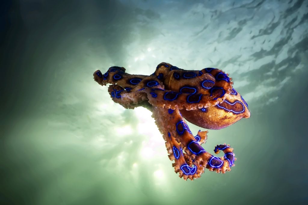 die blaue Krake im Wasser, eines der gefährlichsten Tiere der Welt