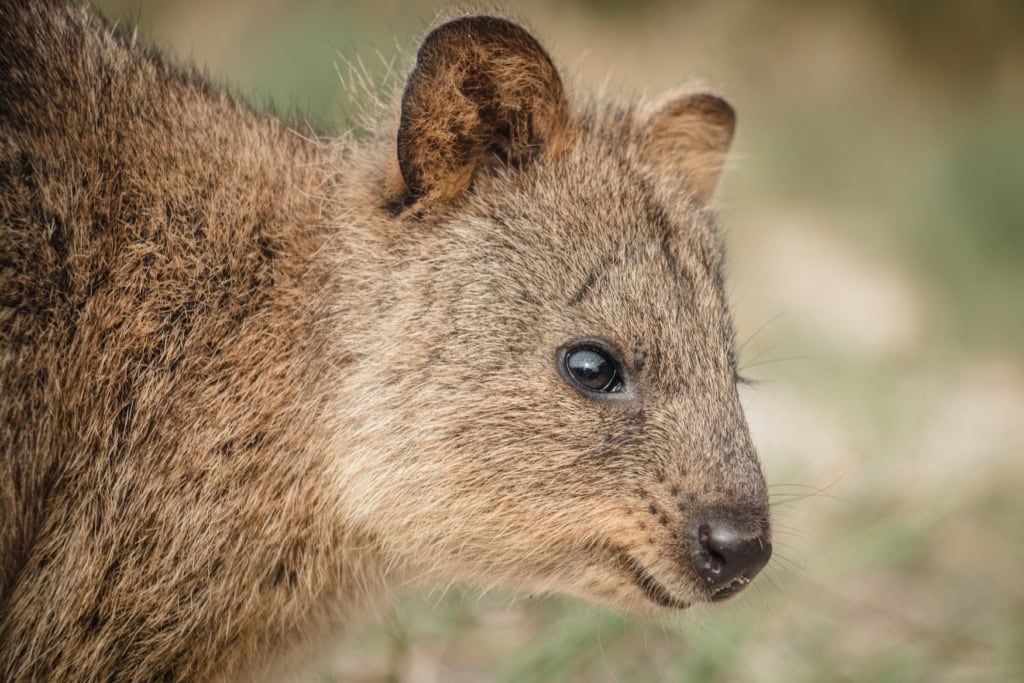 Ein Quokka auf Rottnest Island.