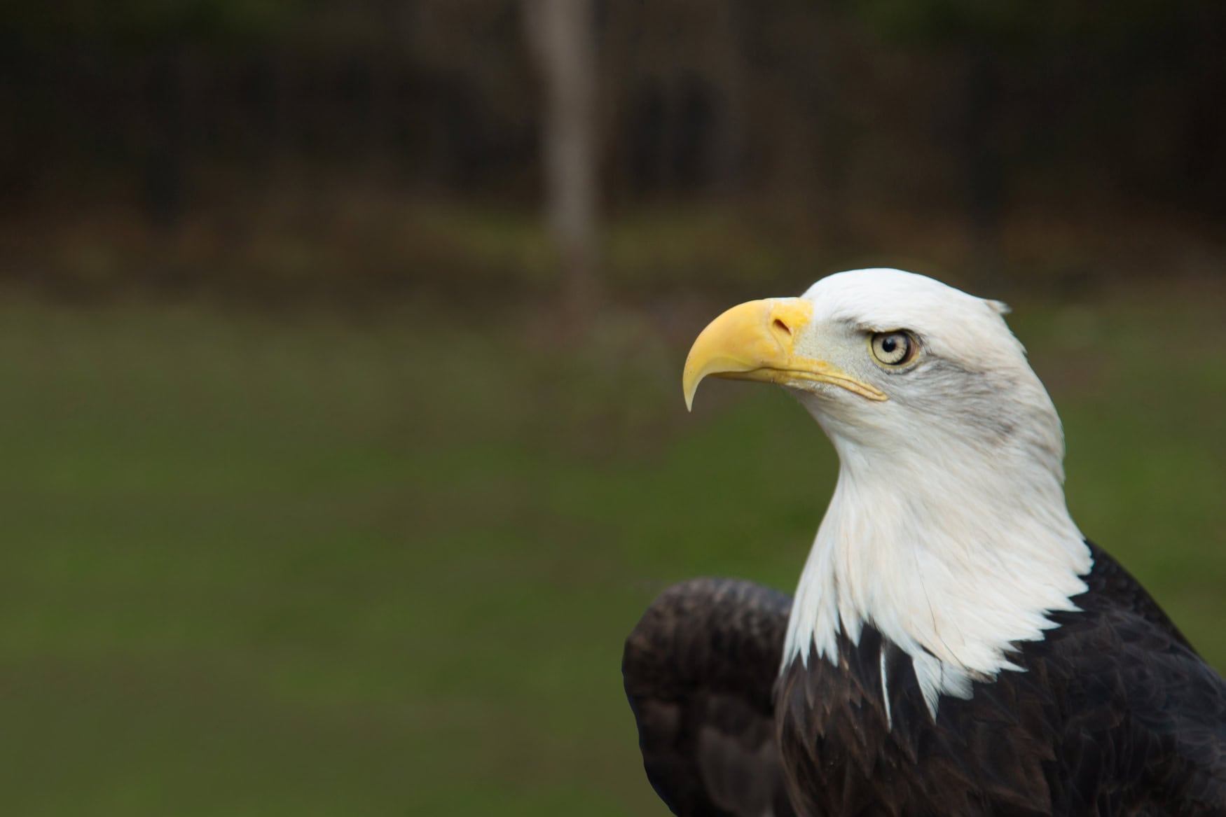 ein Weißkopfseeadler
