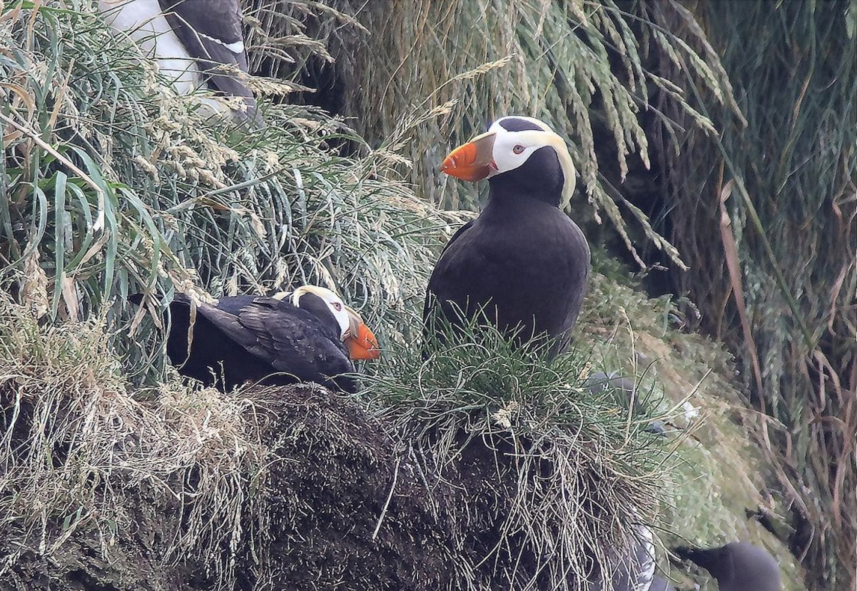 Oregon Tiere: Papgeientaucher