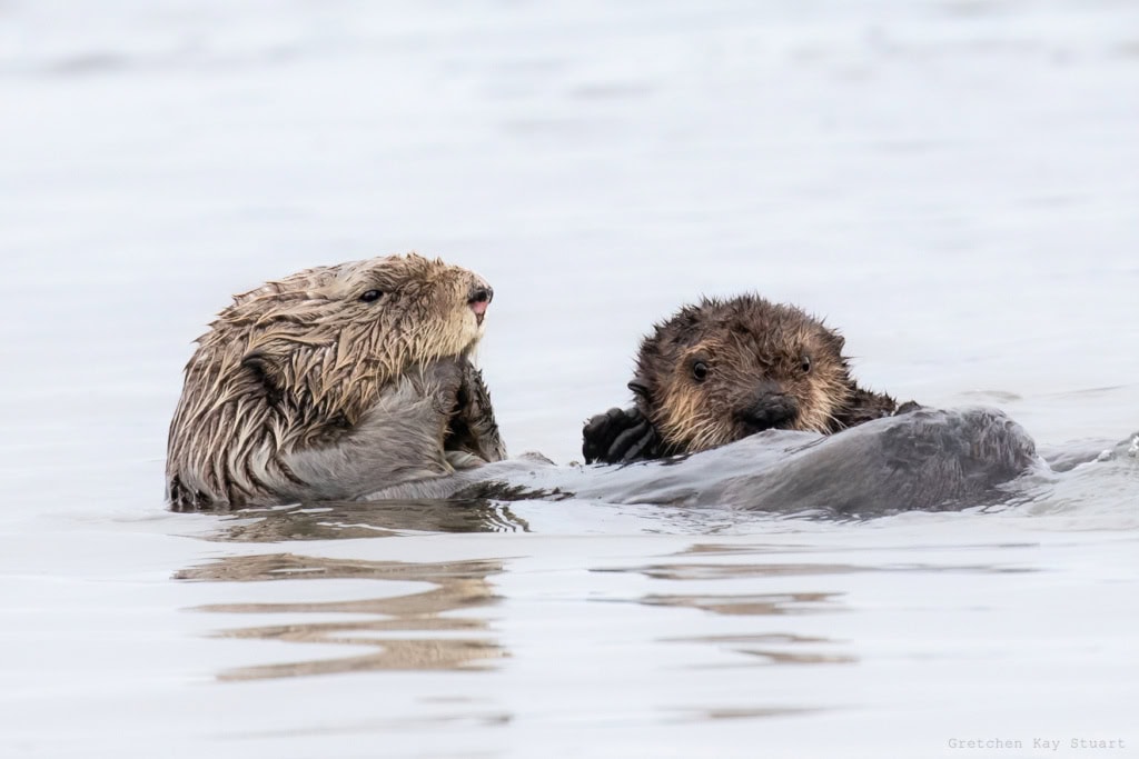 Tiere in Oregon: Seeotter