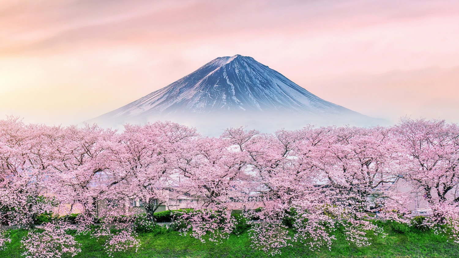 Berg Fuji in Japan vor Kirschblüten