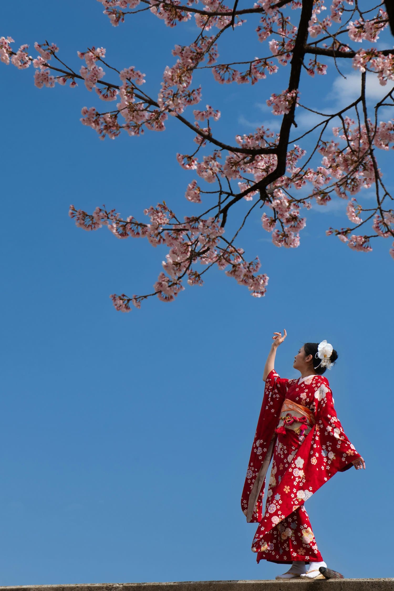 Geisha betrachtet Kirschblüten in Japan