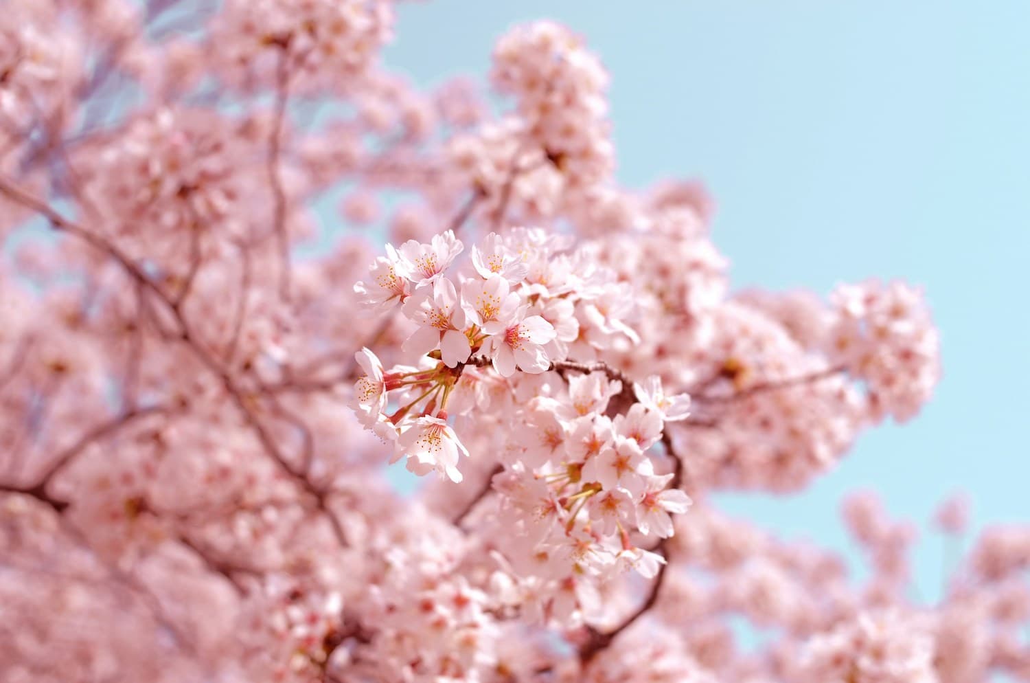 Kirschblüten in Japan von nahem