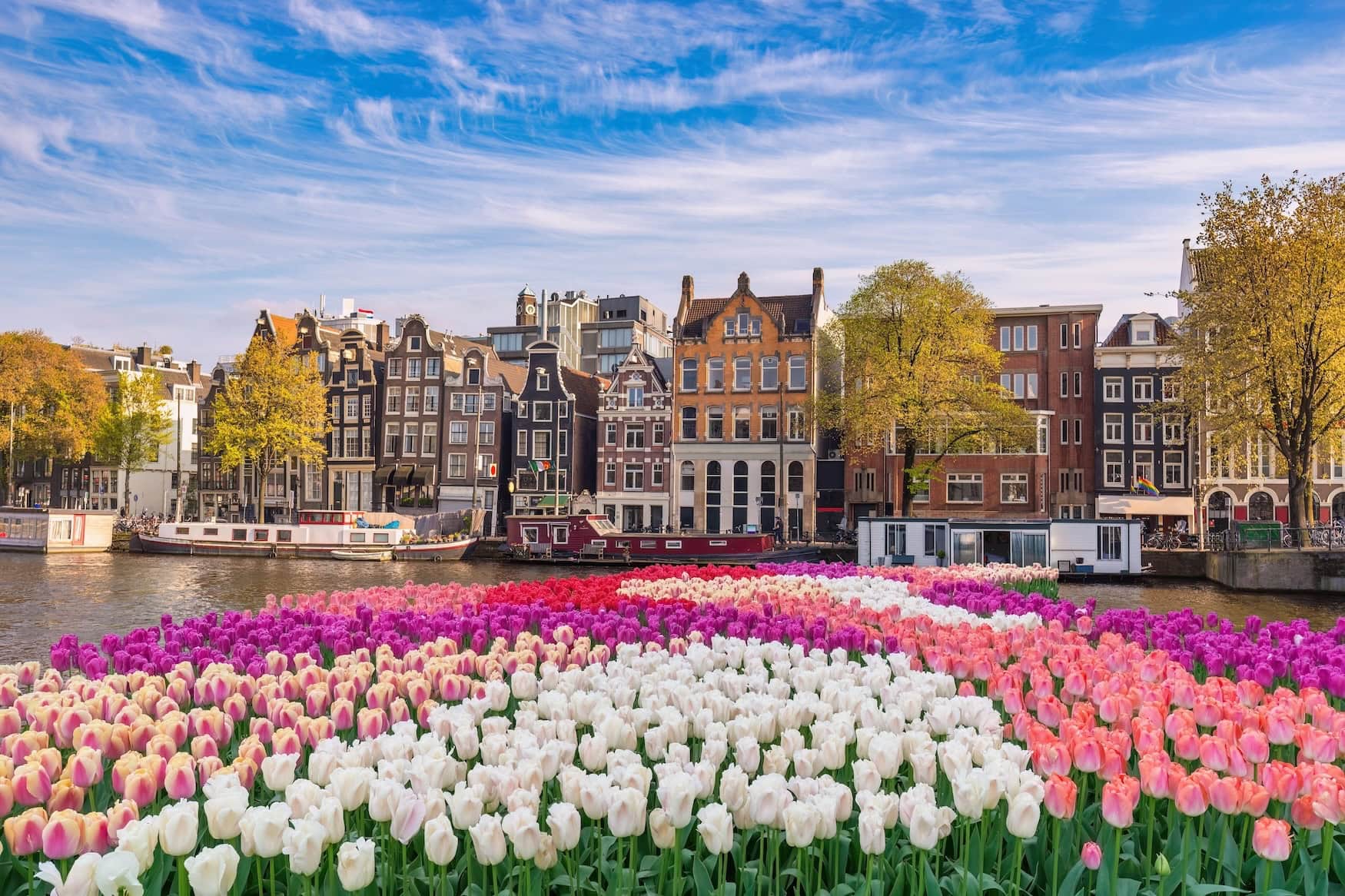 Tulpen in Amsterdam