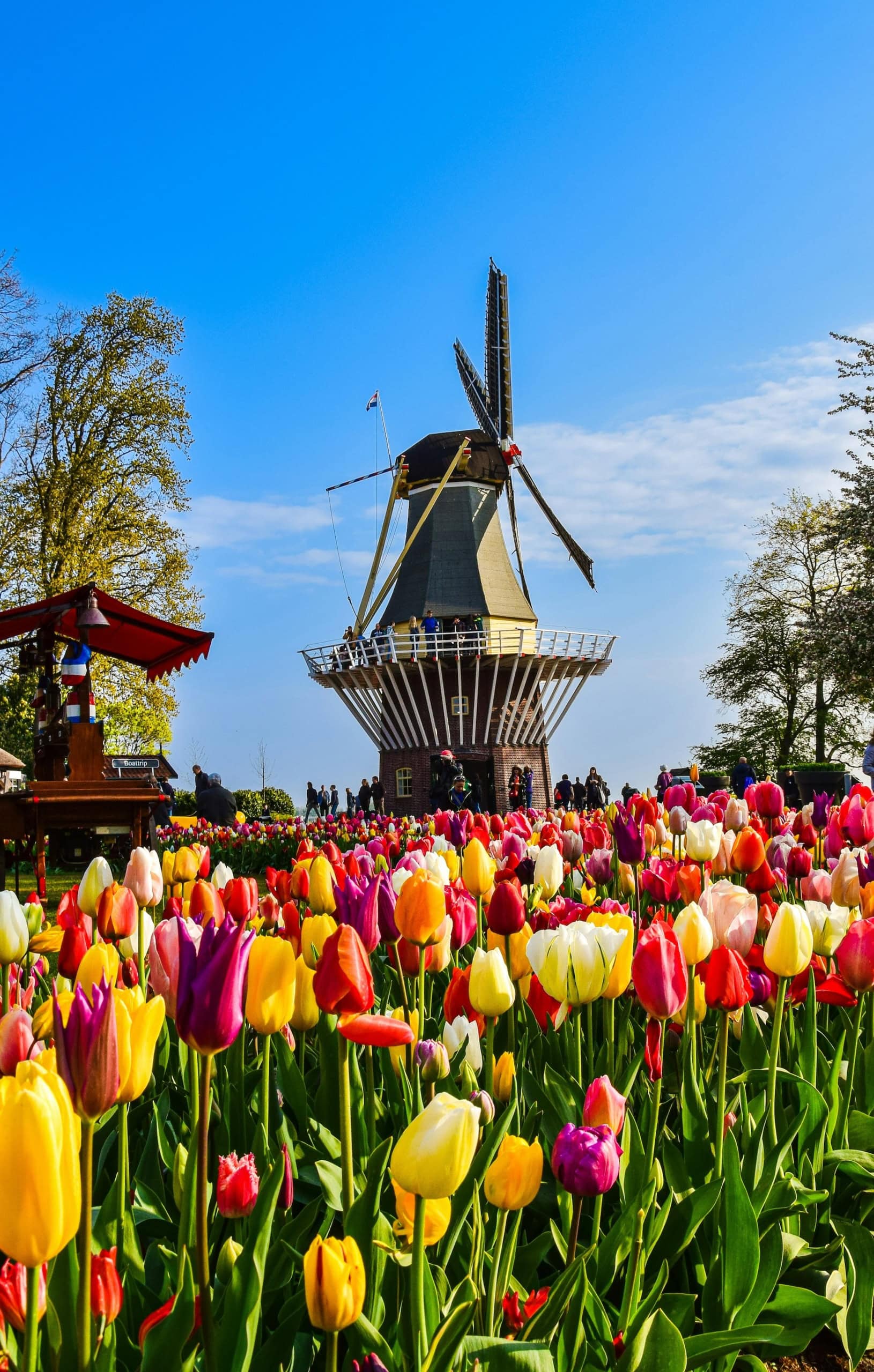 Tulpen in den Niederlanden