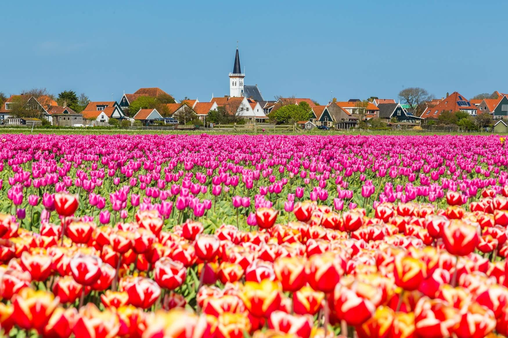 Tulpen auf Texel
