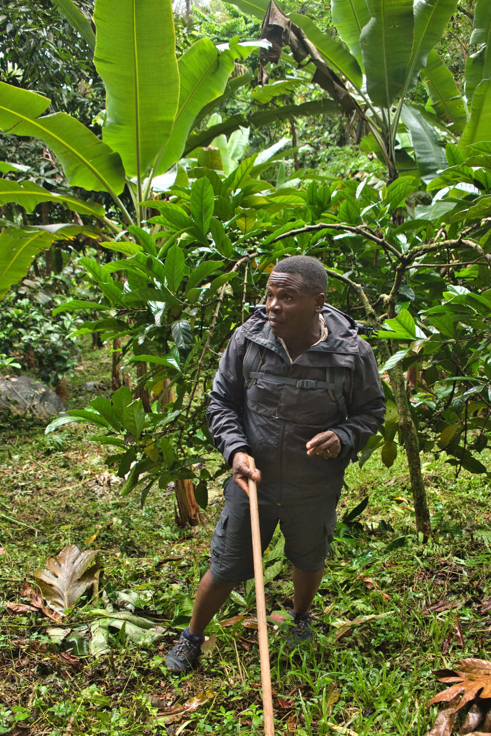 Dschungel auf São Tomé