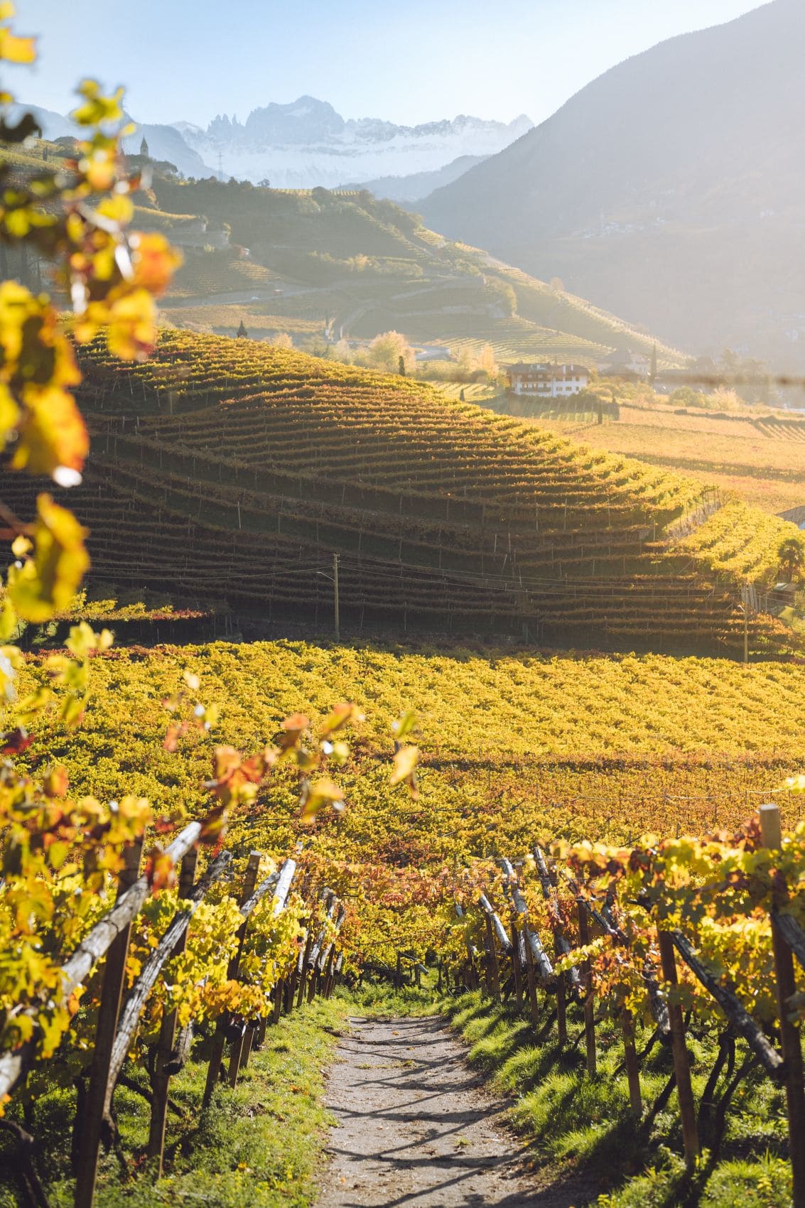 Weinberge in Bozen 