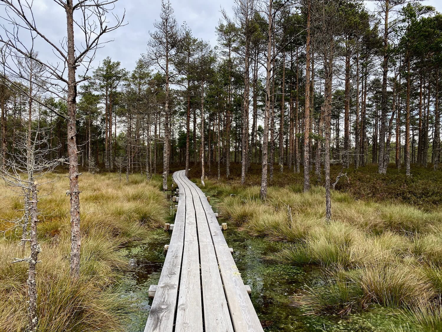 Moorlandschaft in Esland