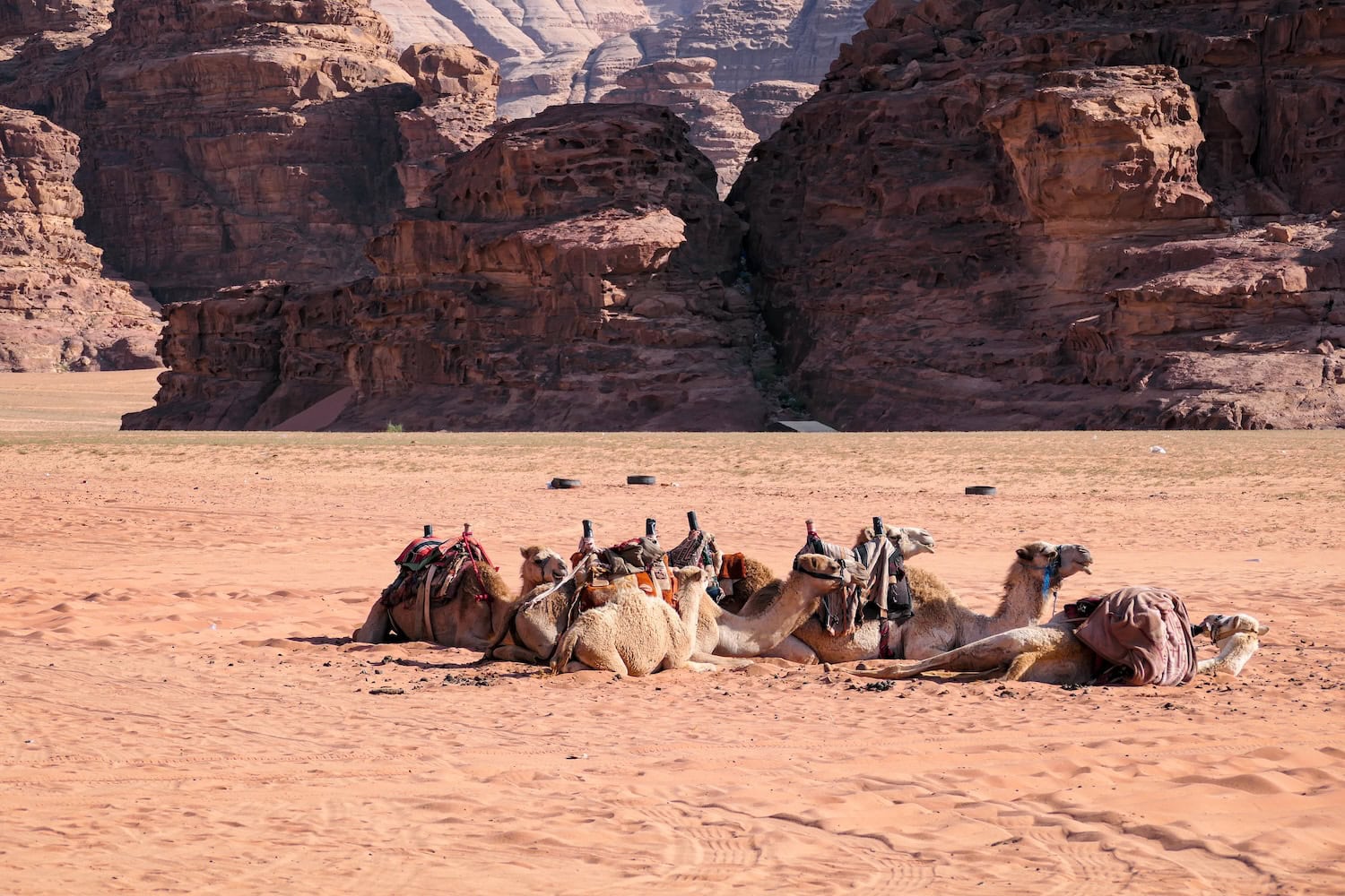 Kamele im Wadi Rum in Jordanien
