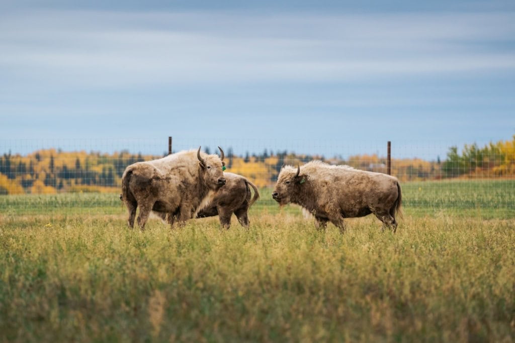 weiße Bisons in Métis Crossing