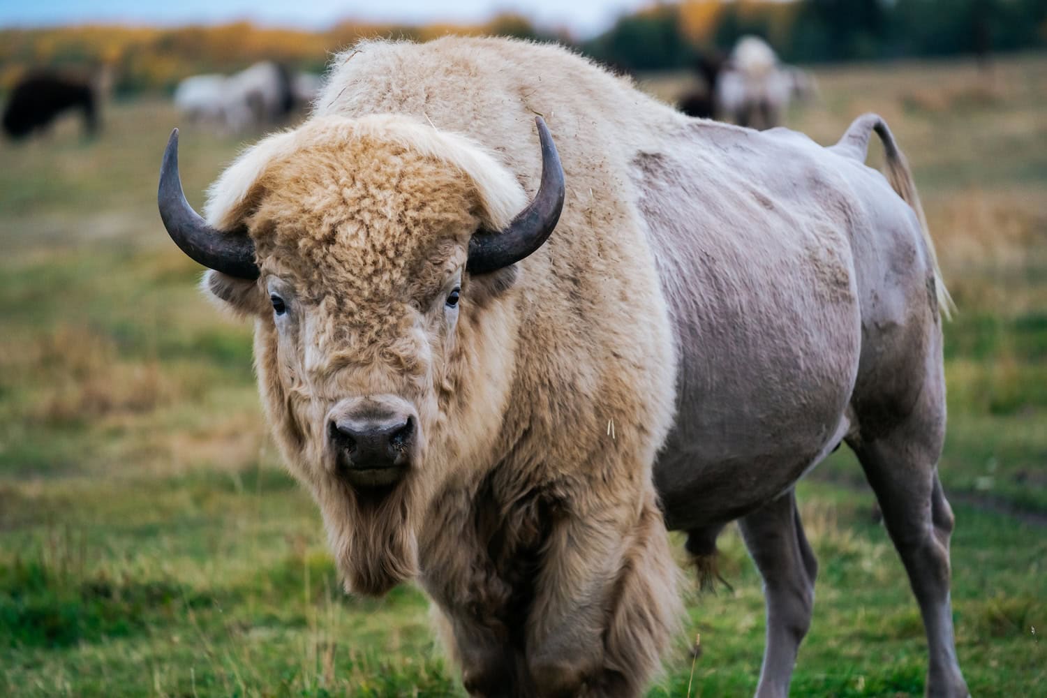 weißer Bison in Alberta in Kanada