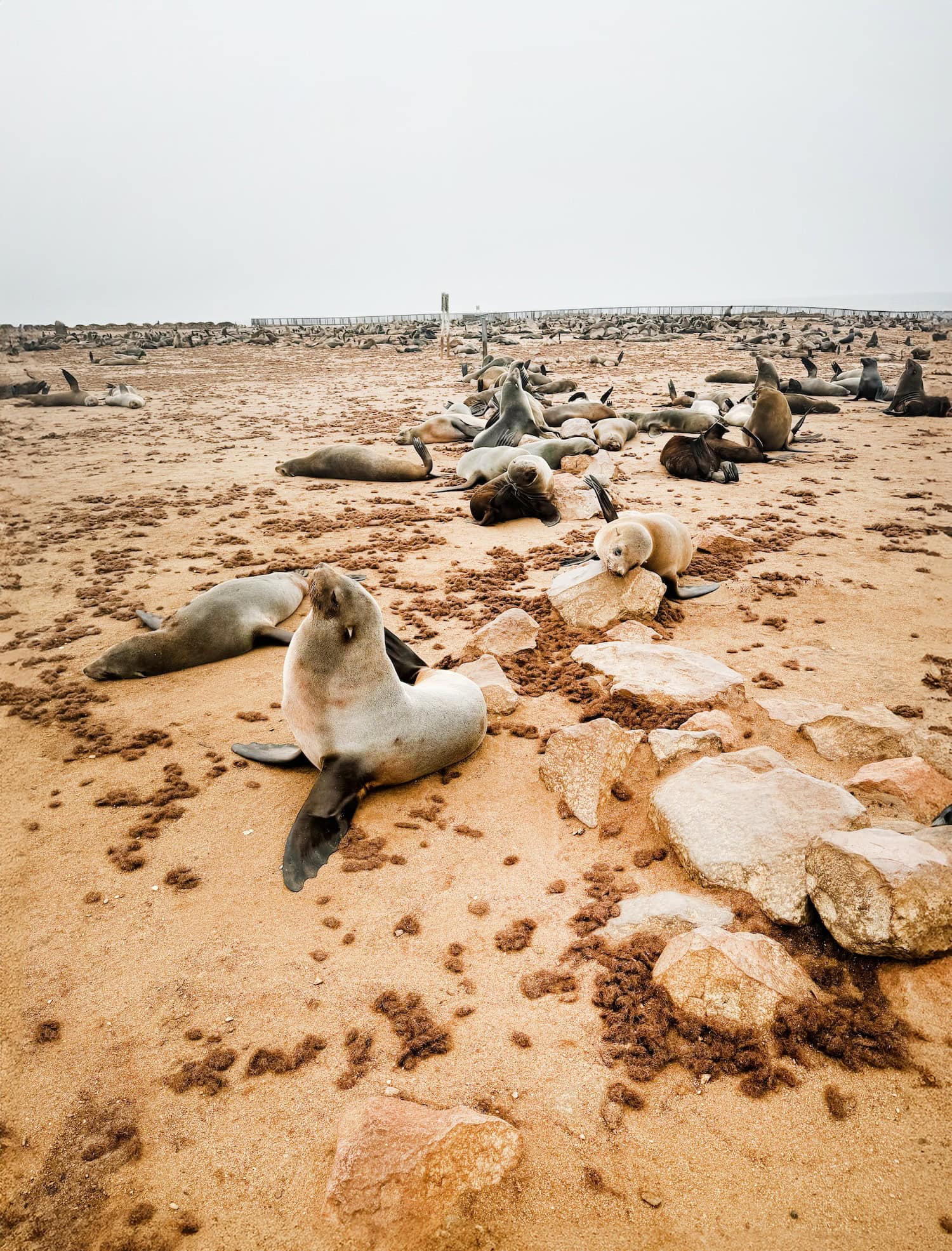 Robbenkolonie am Cape Cross in Namibia 