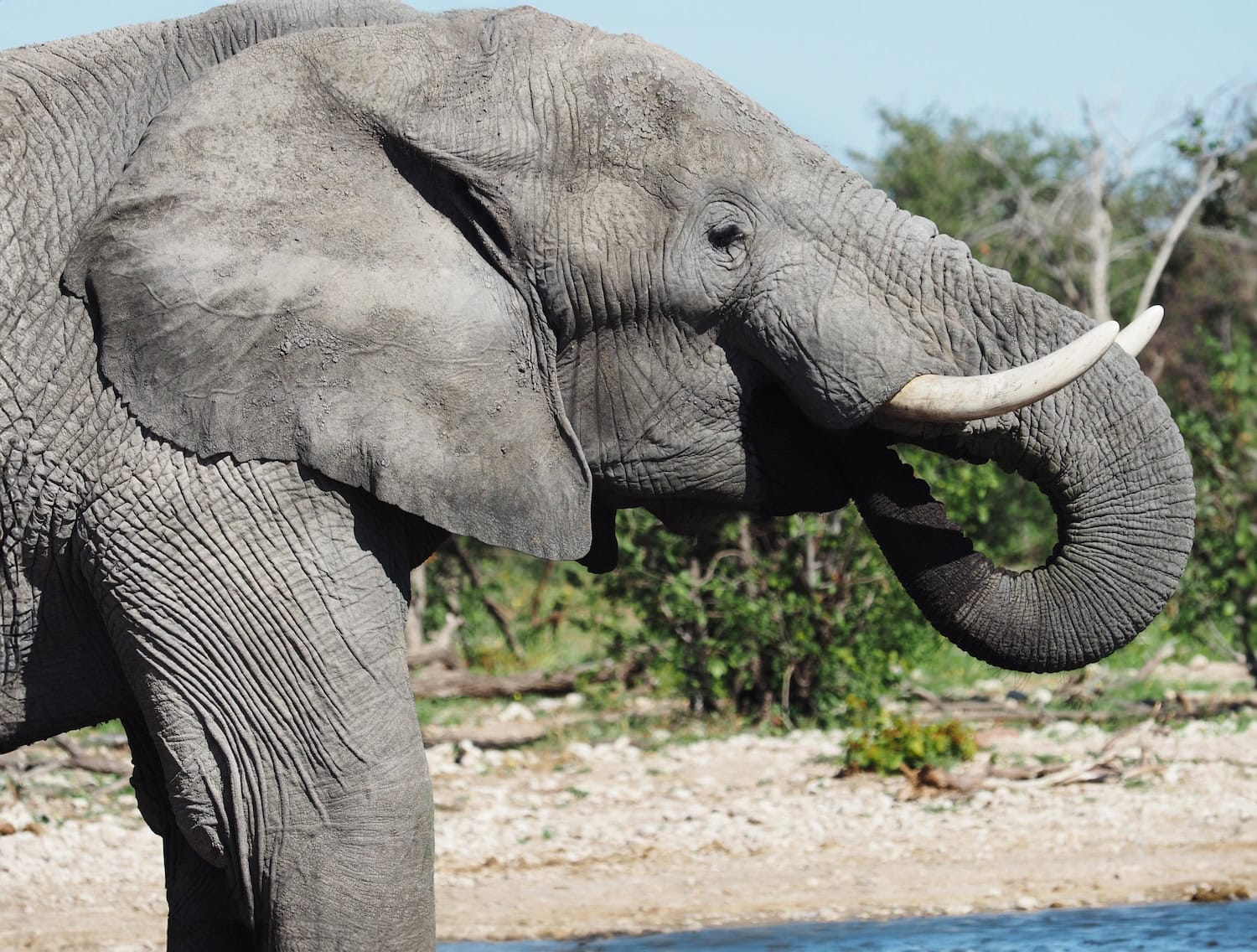 Elefant in den Etosha Heights