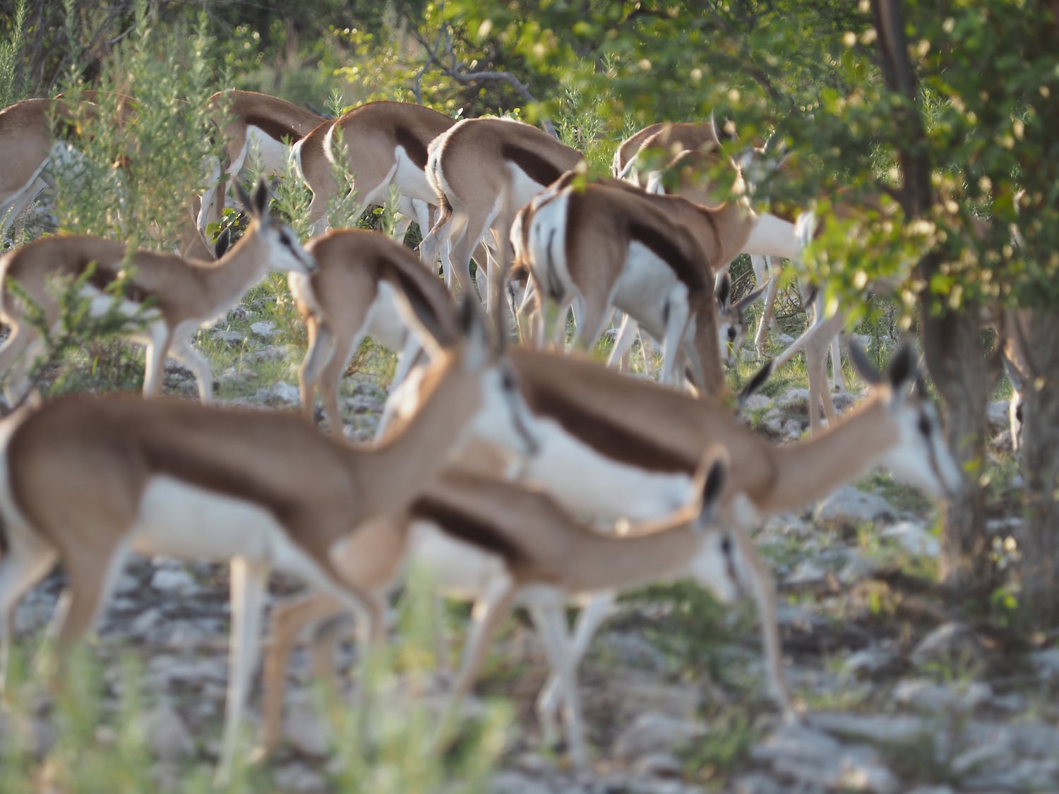 Impalas bei einer Rundreise durch Namibia