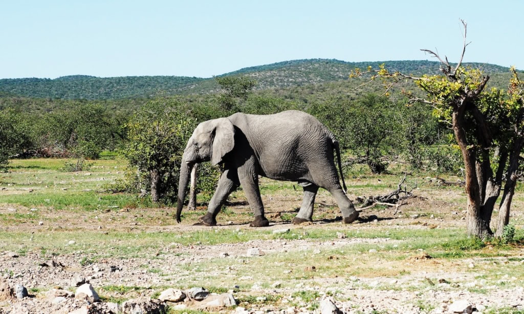 Elefant in den Etosha Heights