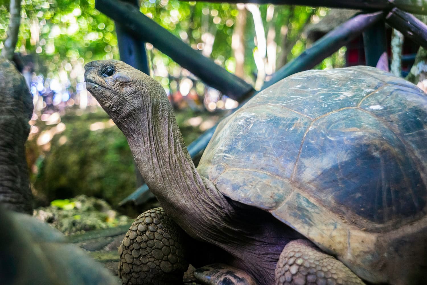 Schildkröte auf Prison Island in Tansania