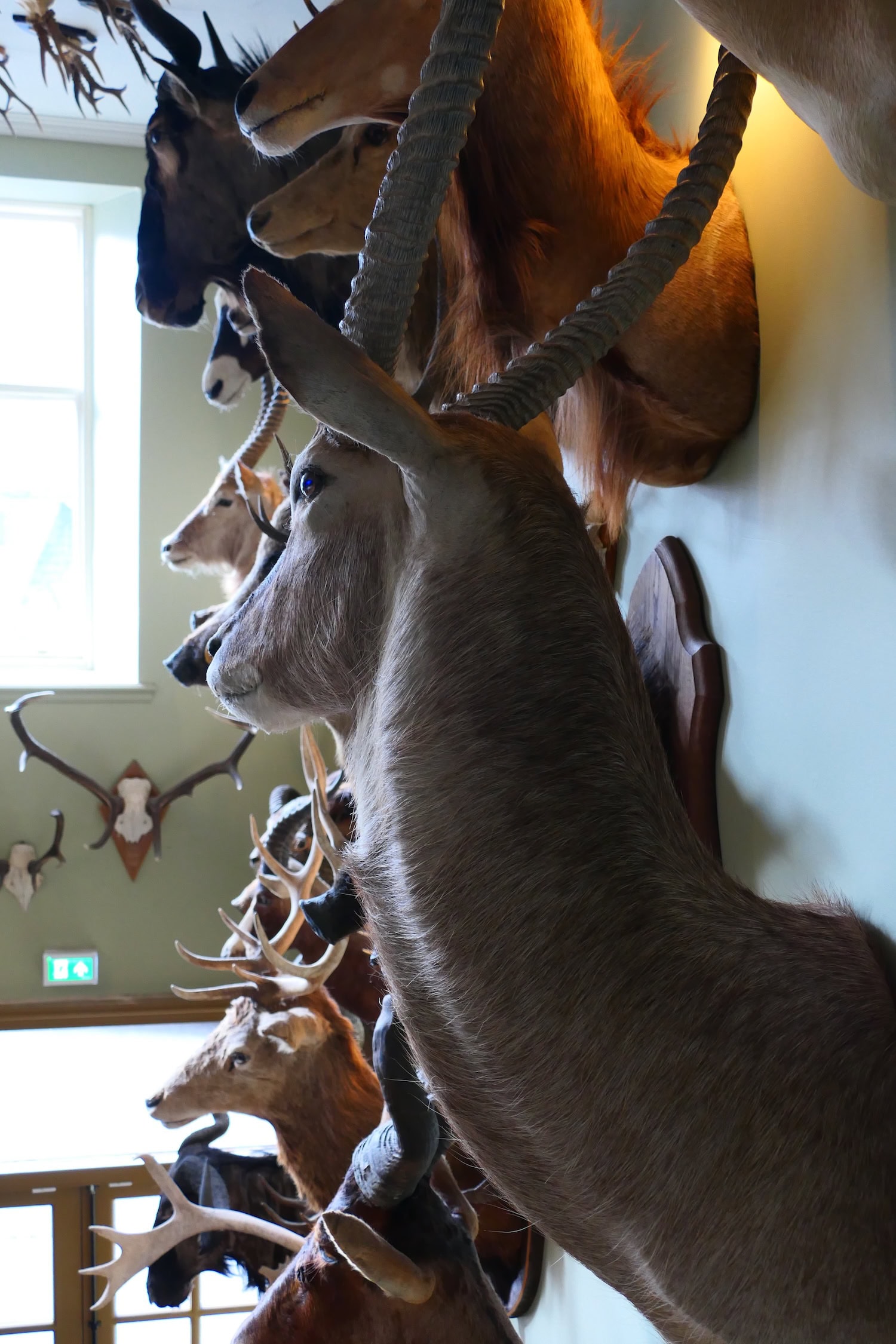 Hirschgeweihe an der Wand