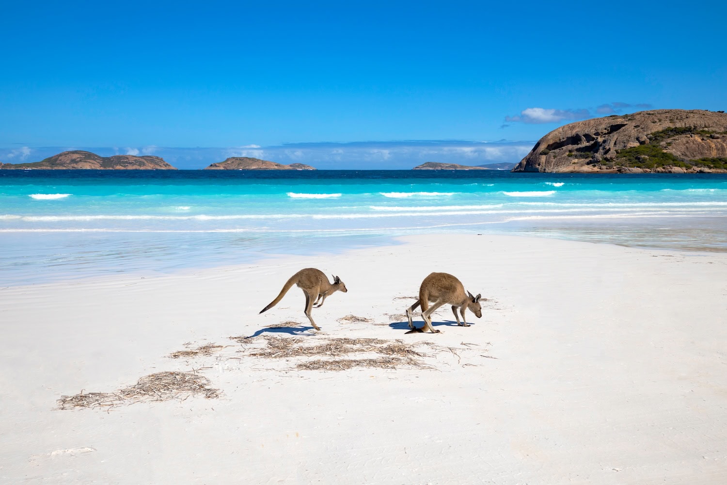 Kängurus an der Lucky Bay in Westaustralien