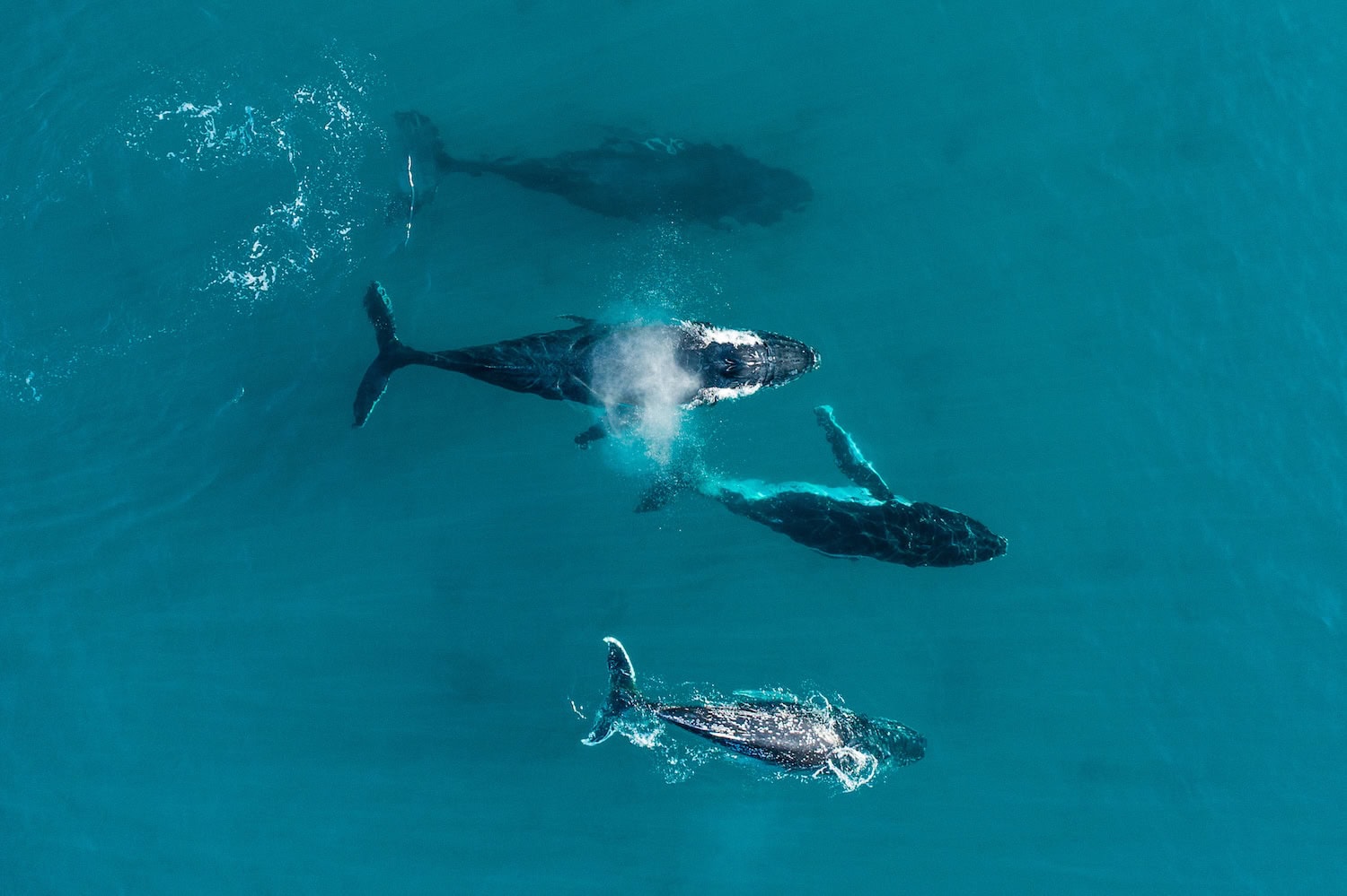 Whale Watching vor der Küste von Dunsborough