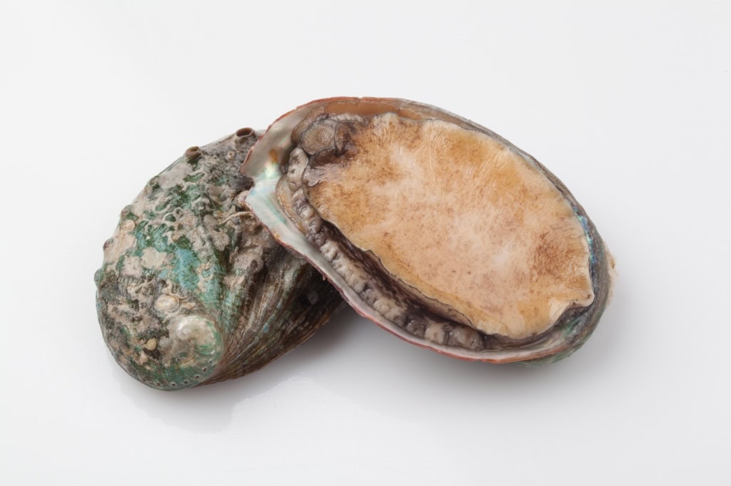 Frisch geöffnete Abalone mit Schale