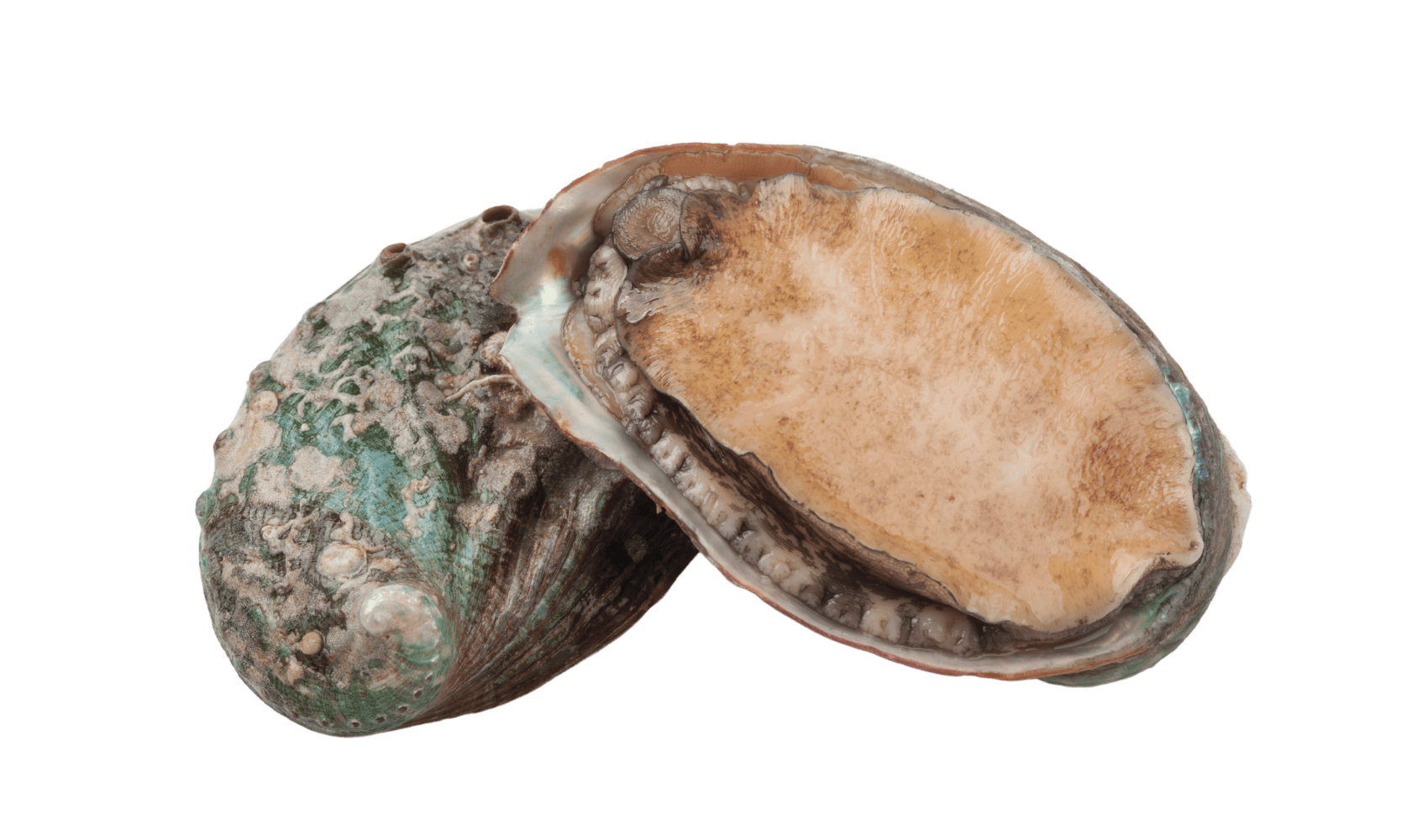 Abalone