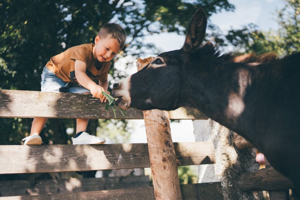 Kind füttert Esel beim Urlaub auf dem Bauernhof in Österreich