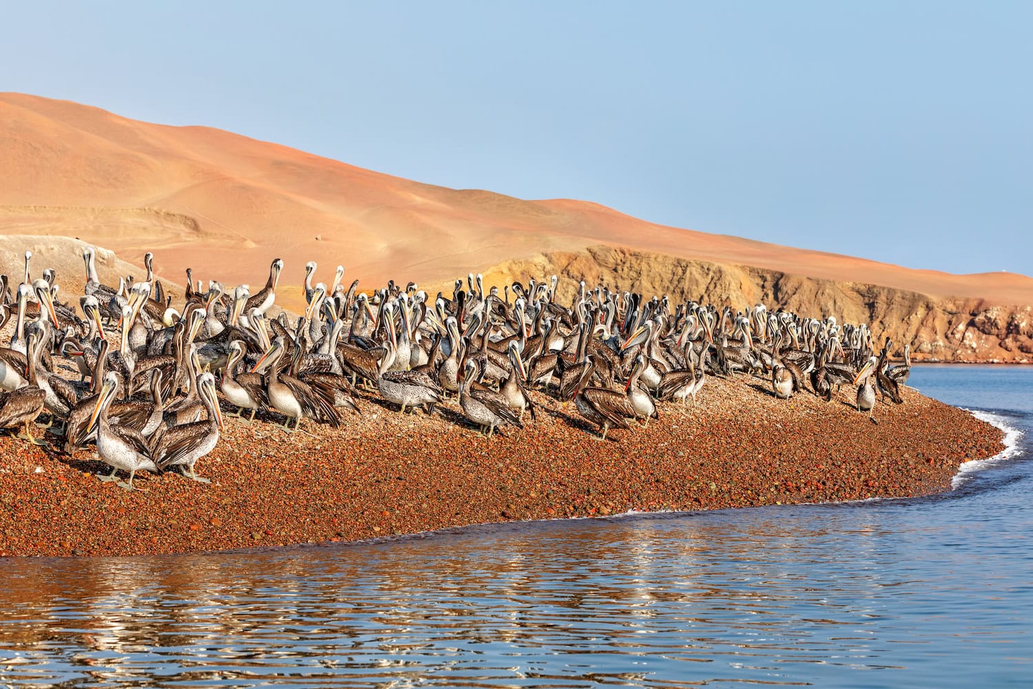 Pelikane auf den Ballestas-Inseln in Peru