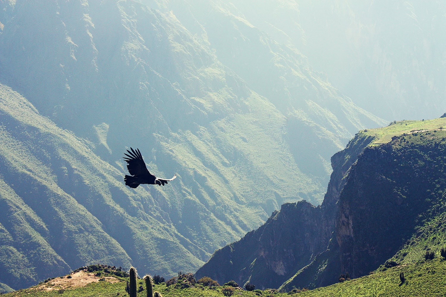 Kondor im Colca-Tal in Peru