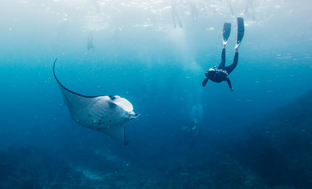 Unter der Wasseroberfläche des Meeres schwimmen ein Mantarochen und eine Person mit Schnorchelausrüstung nebeneinander.