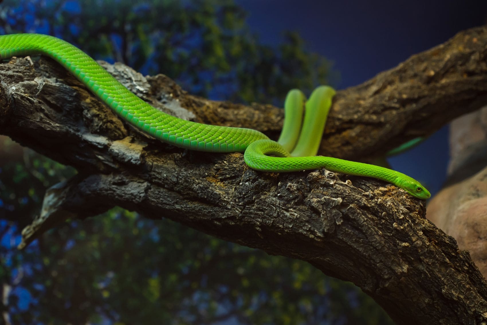 Grüne Mamba (Dendroaspis viridis) schlängelt sich über einen Baum-Ast 
