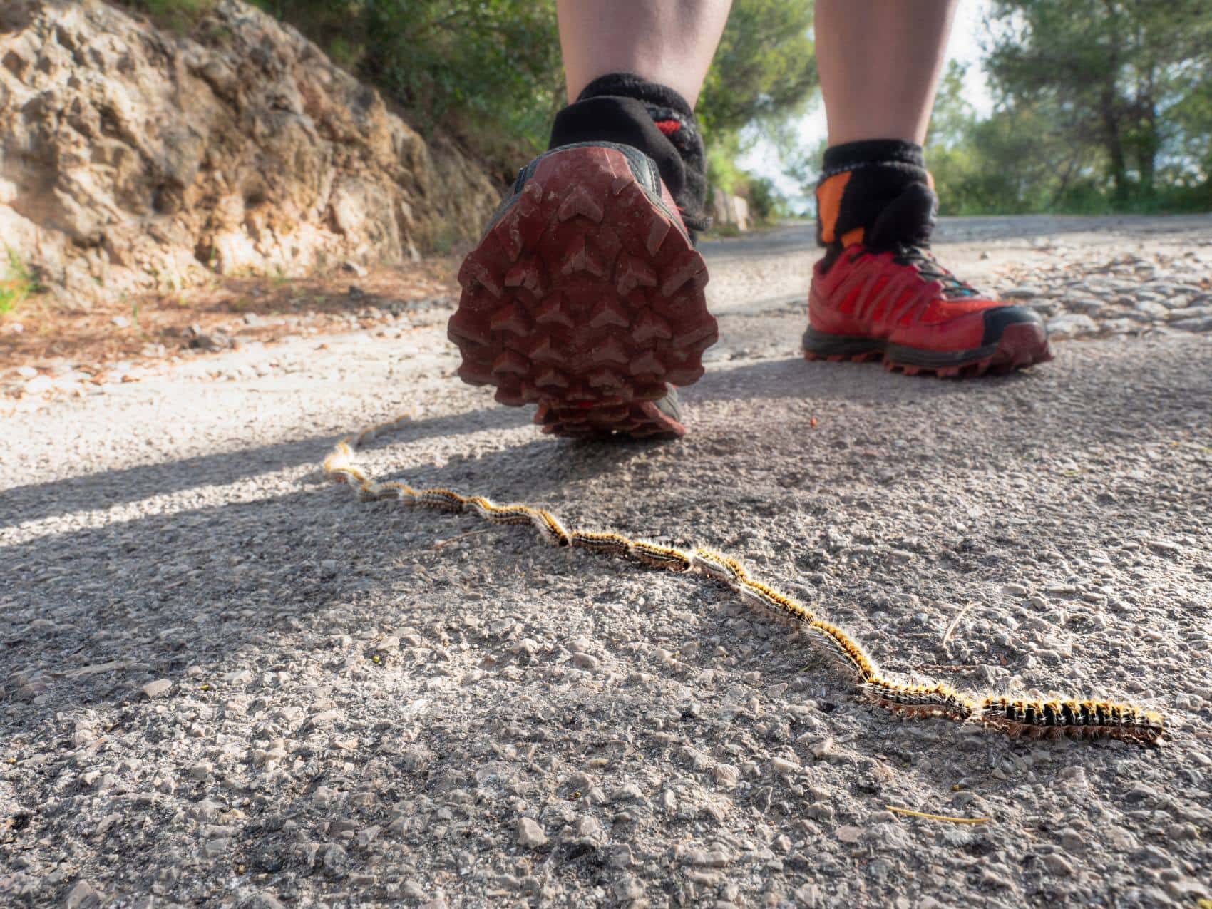 Wanderer in Bosque de Bellver auf Mallorca droht auf Prozessionsspinner zu treten 