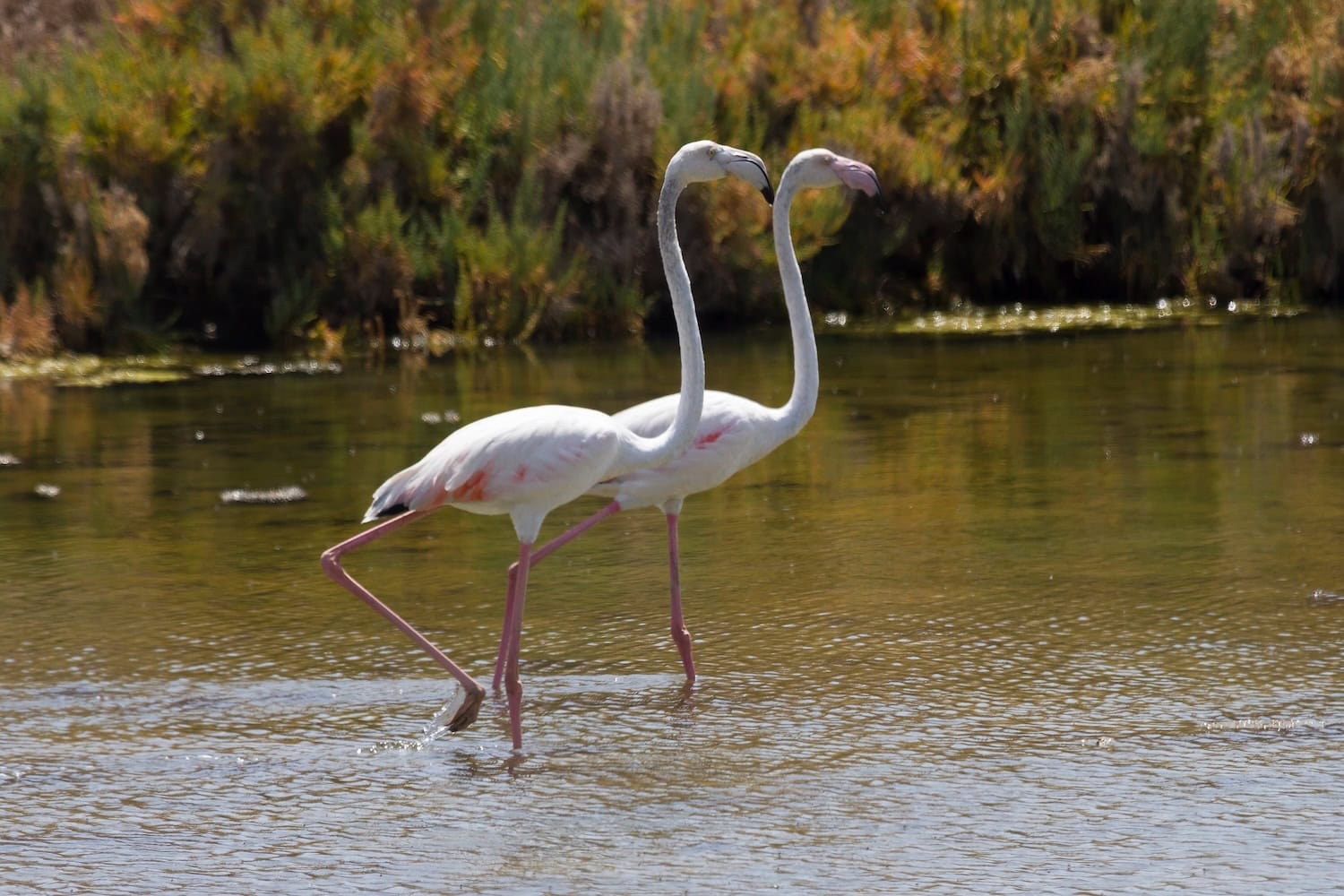 Tipp für die Algarve mit Kindern: Flamingos in Ria Formosa bei Faro