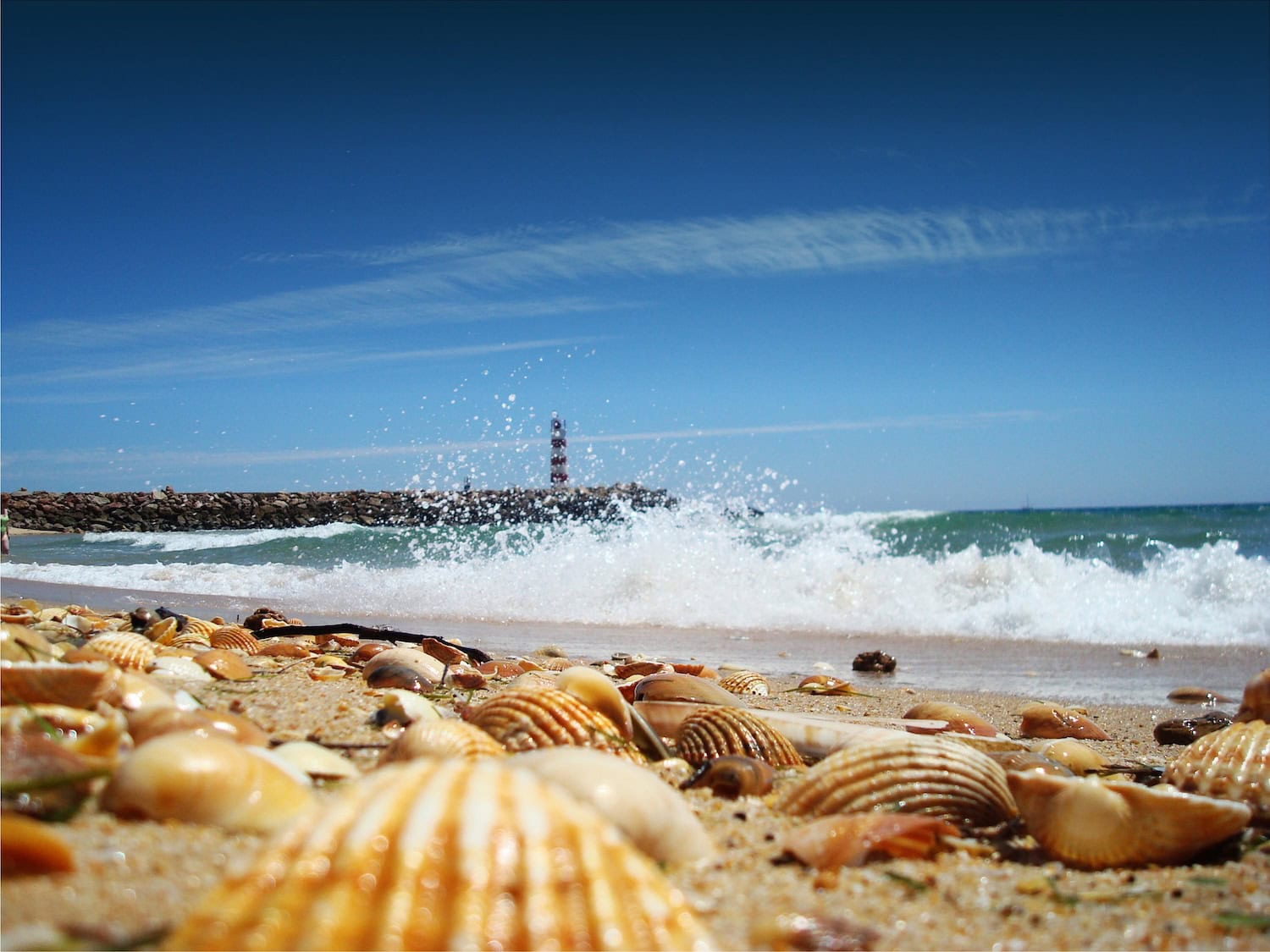 Muscheln am Strand auf der Ilha Deserta
