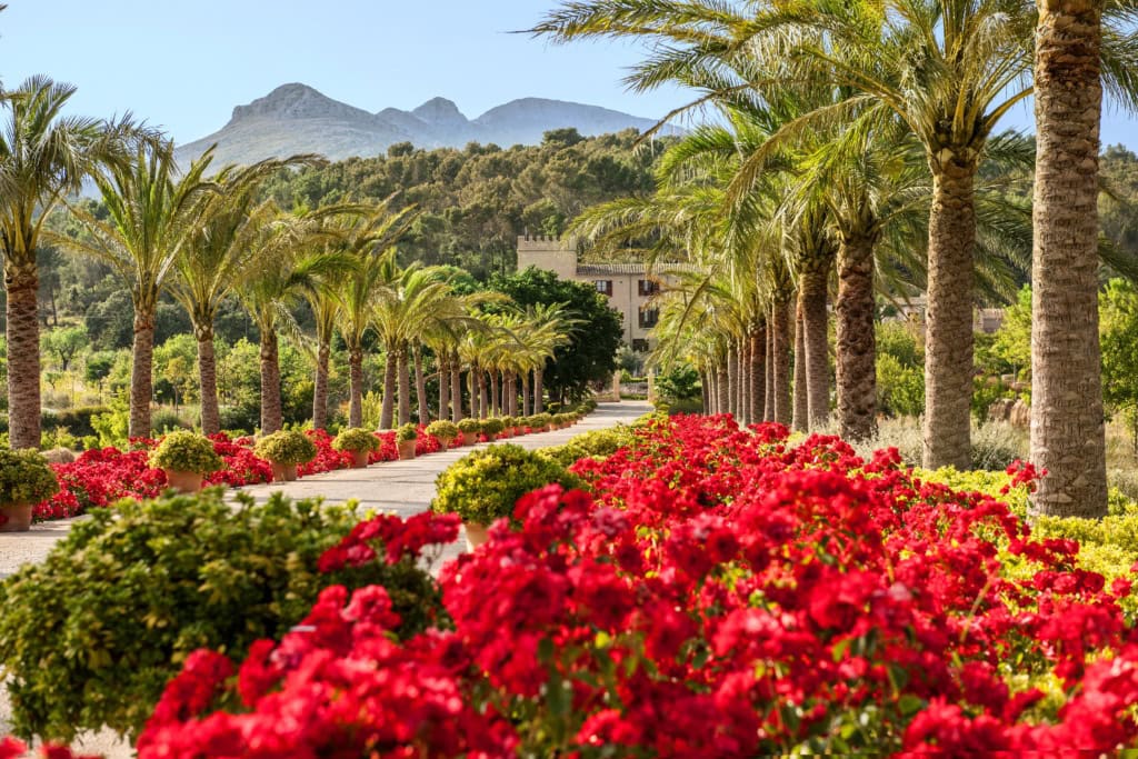 Die blumengesäumte Auffahrt zum Castell Son Claret auf Mallorca.