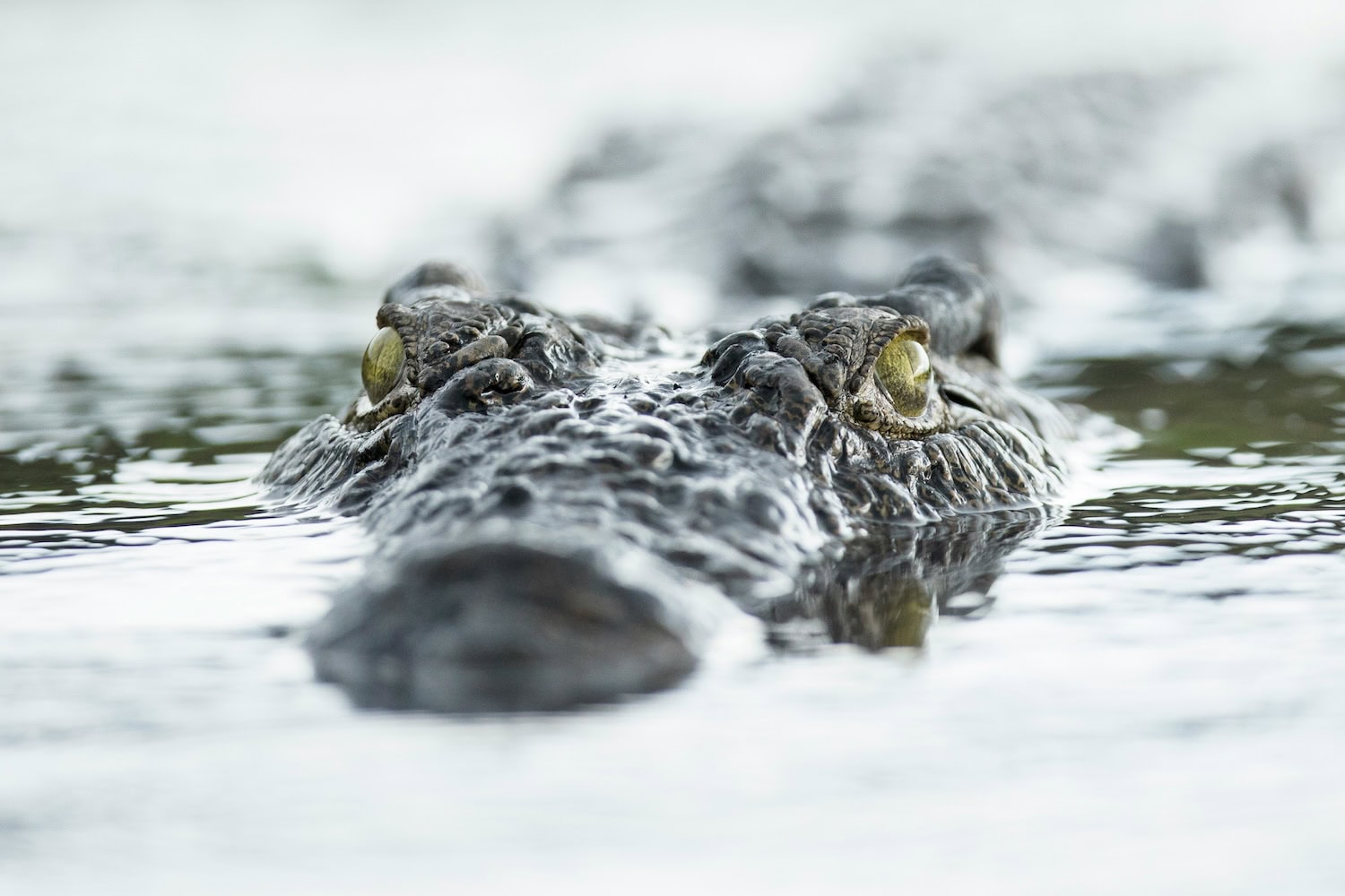 ein Krokodil lugt aus dem Wasser