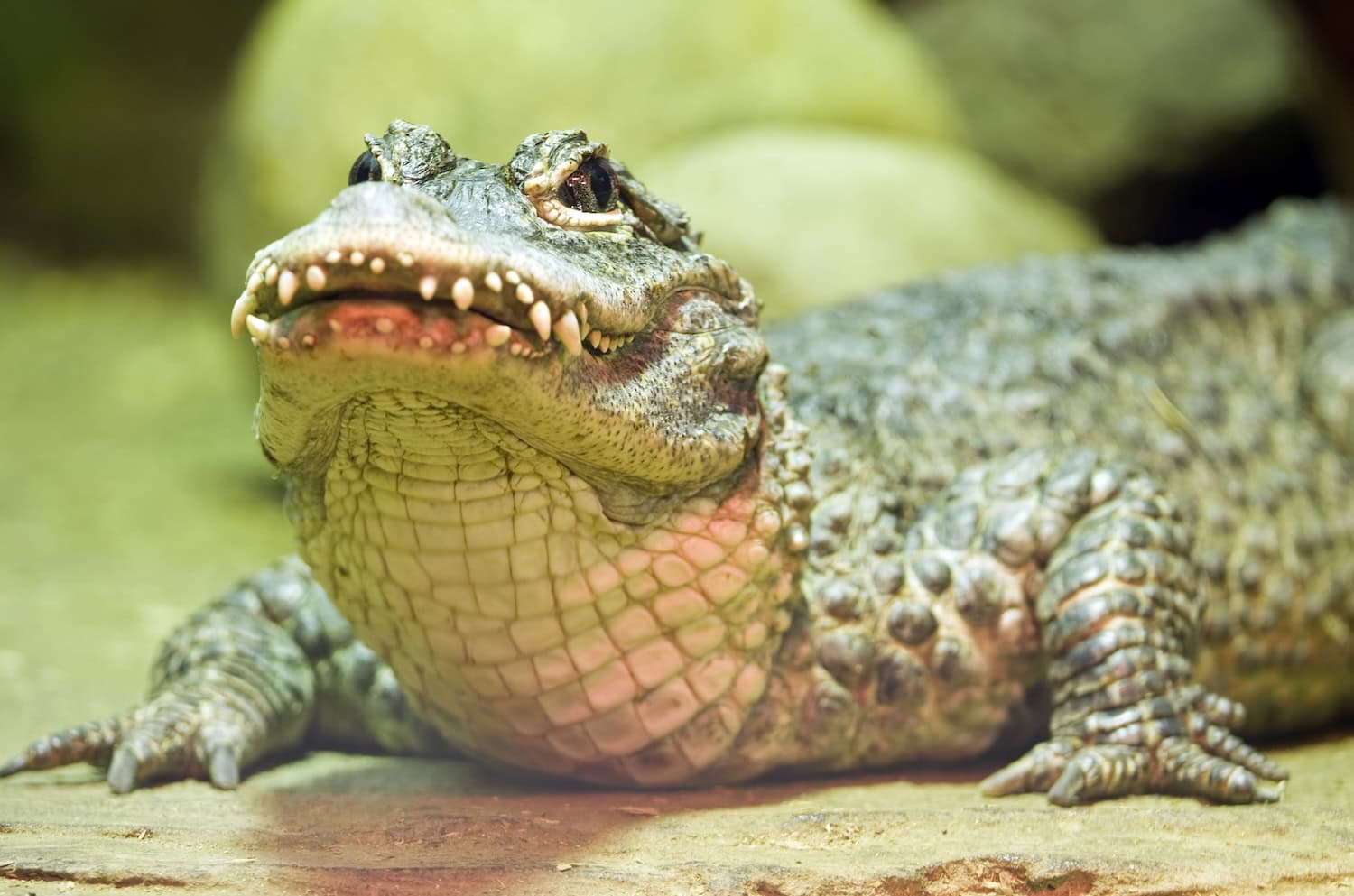 Chinesische Alligator in einem Zoo in Moskau